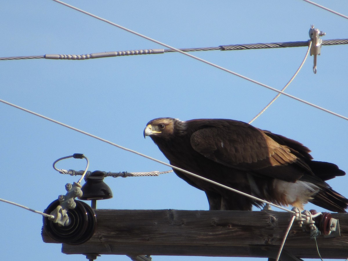 Орлан білоголовий - ML645270557