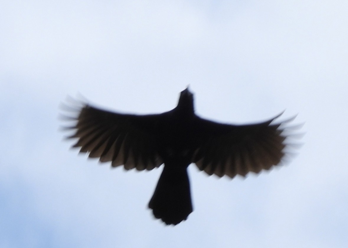 Melodious Blackbird - ML645270566