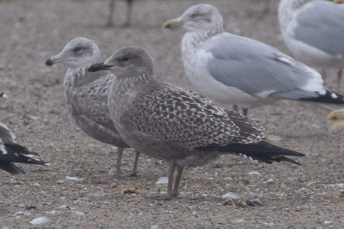gull sp. - ML645270569