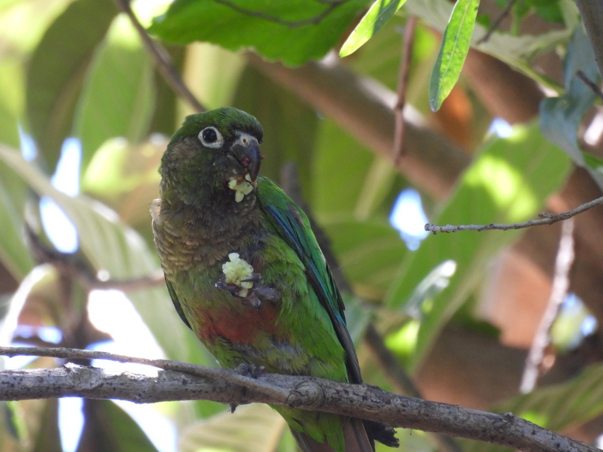 Maroon-bellied Parakeet - ML645270577