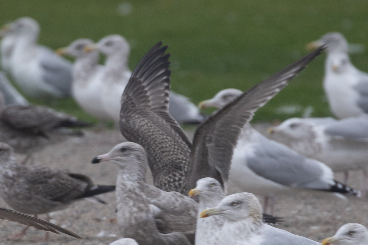 gull sp. - ML645270579