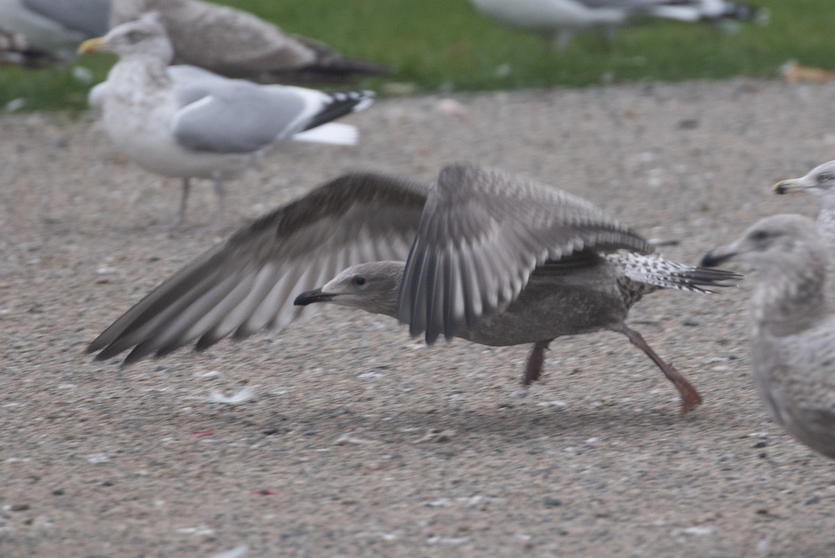 gull sp. - ML645270581