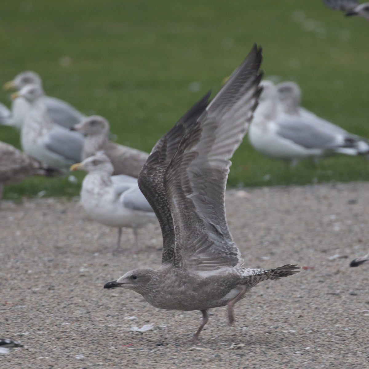gull sp. - ML645270582