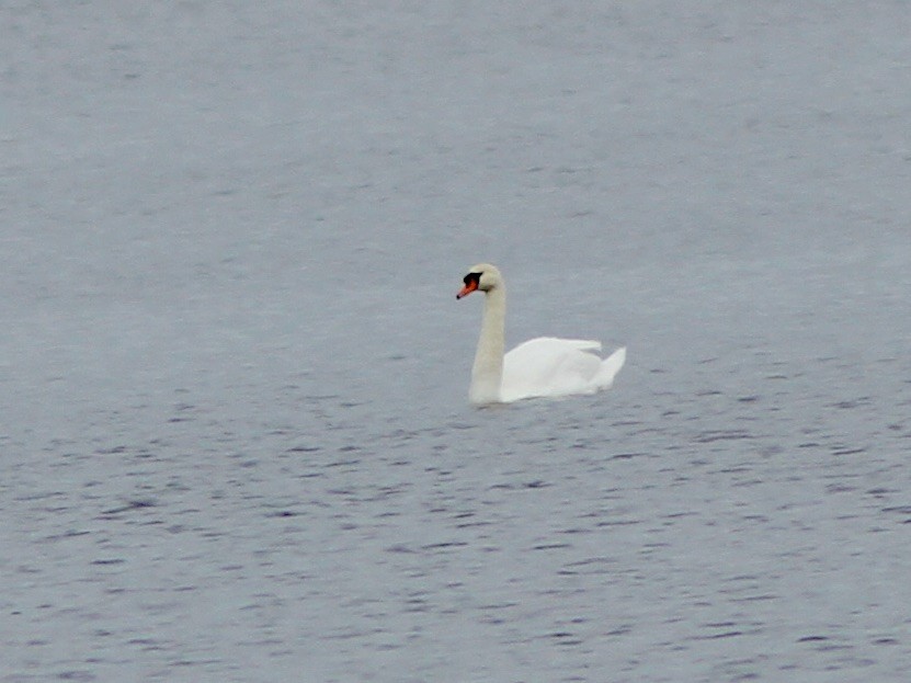 ברבור מצוי - ML645270584