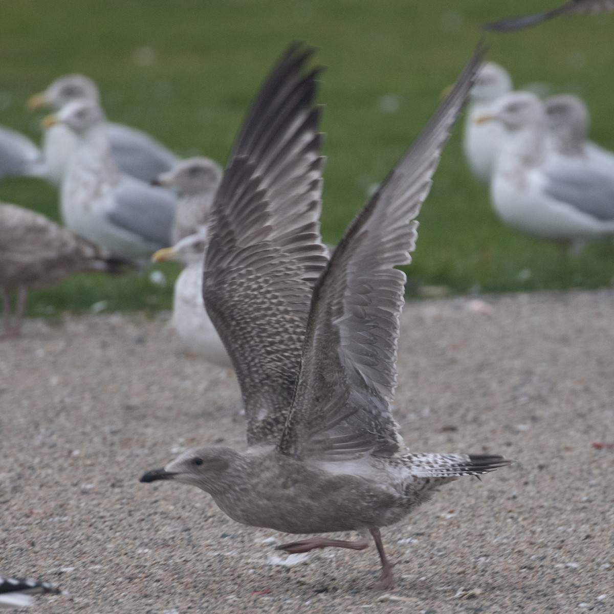 gull sp. - ML645270585