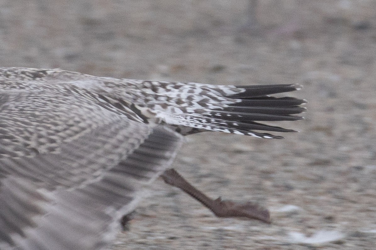 gull sp. - ML645270586