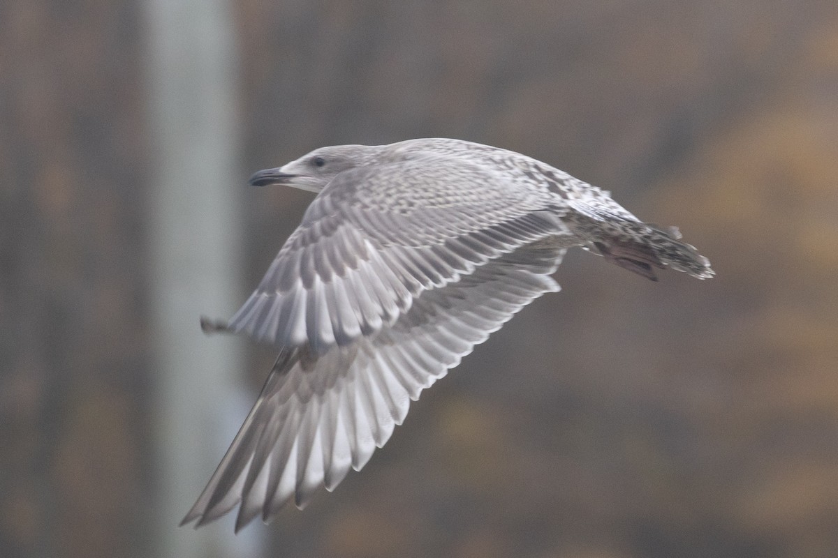 gull sp. - ML645270587