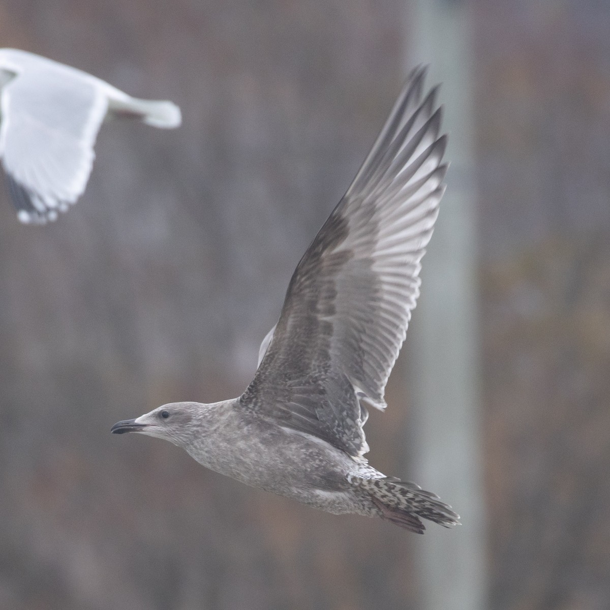 gull sp. - ML645270589