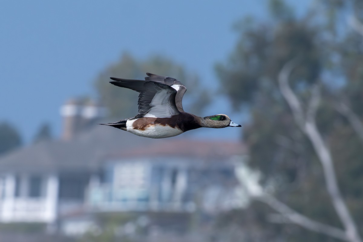 American Wigeon - ML645270590