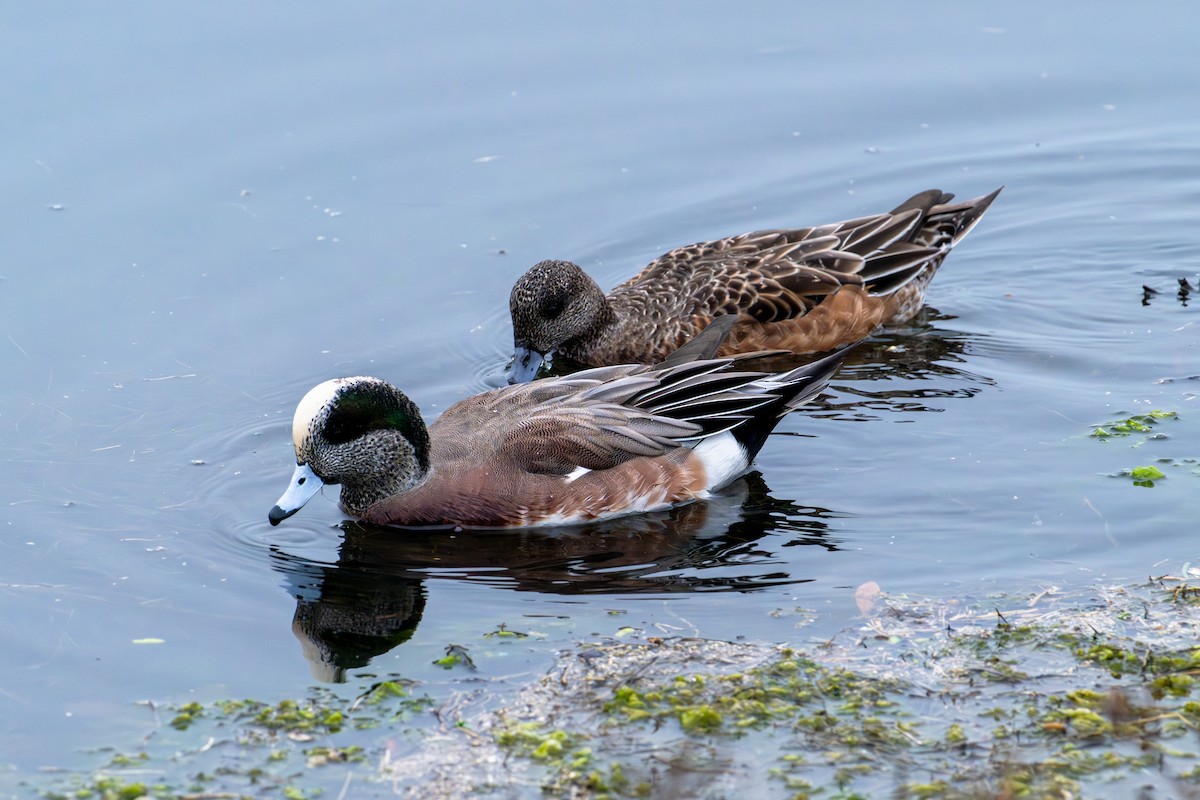 American Wigeon - ML645270591
