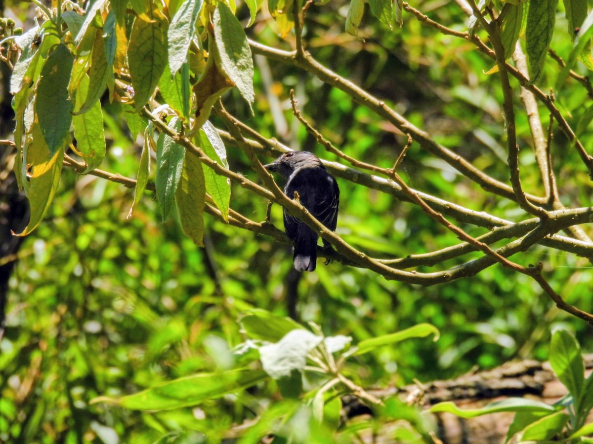 White-winged Becard - ML645270594