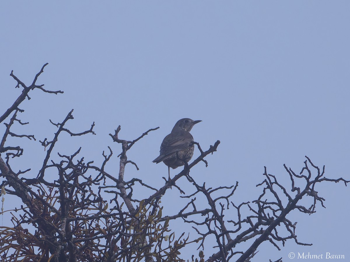 drozd brávník - ML645270600