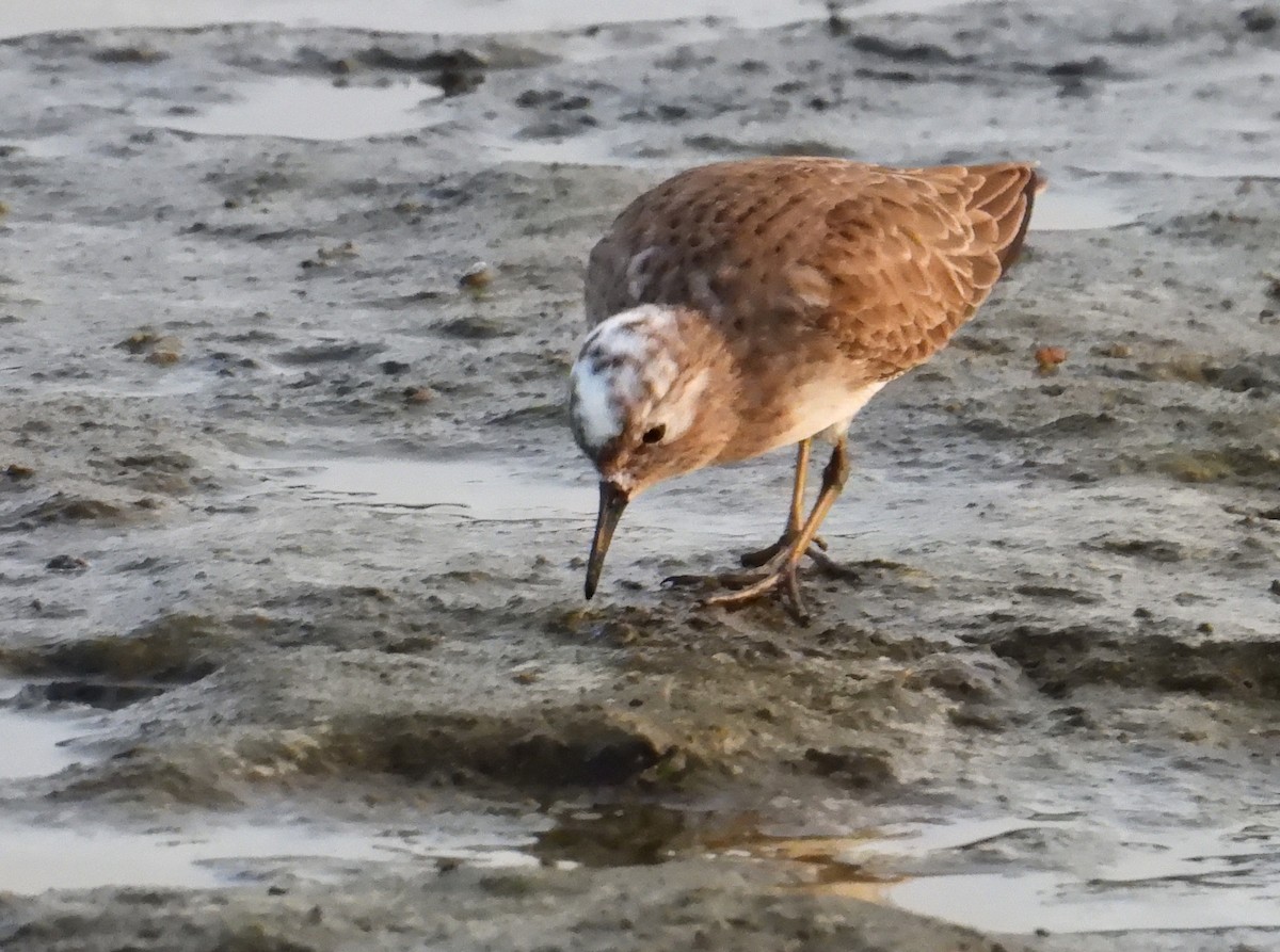 Least Sandpiper - ML645270603
