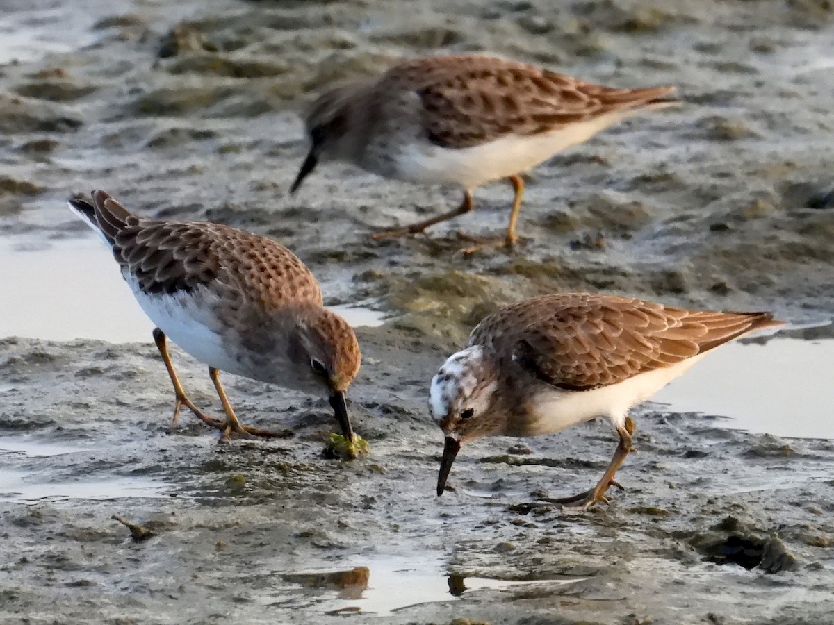 Least Sandpiper - ML645270604