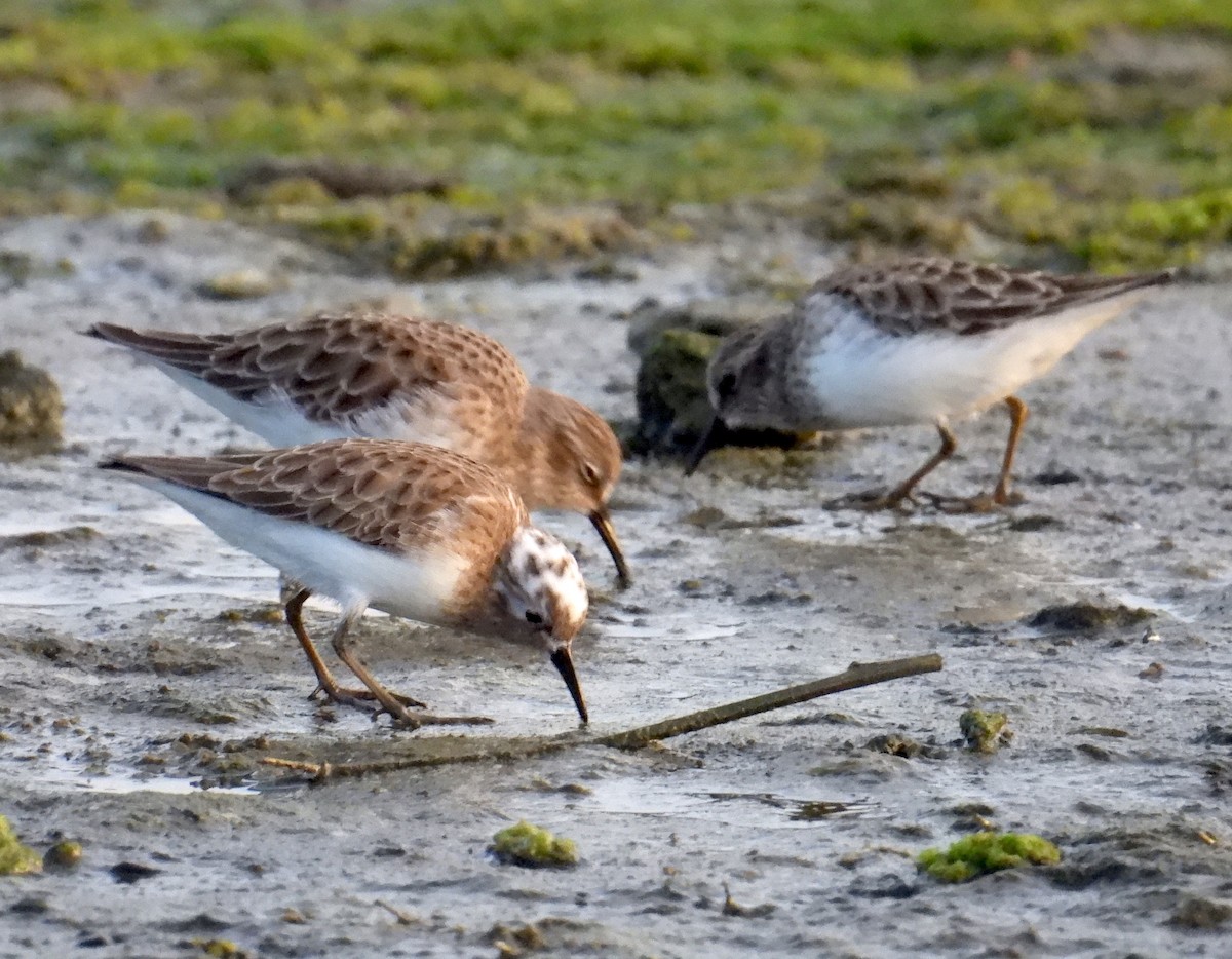 Least Sandpiper - ML645270605