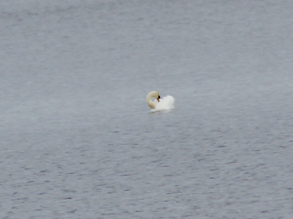 ברבור מצוי - ML645270606