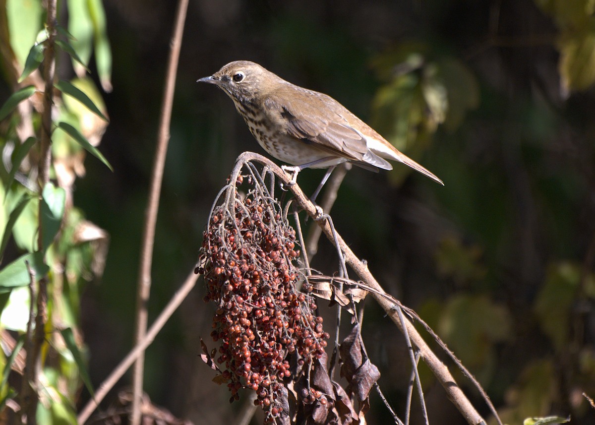 Hermit Thrush - ML645270607