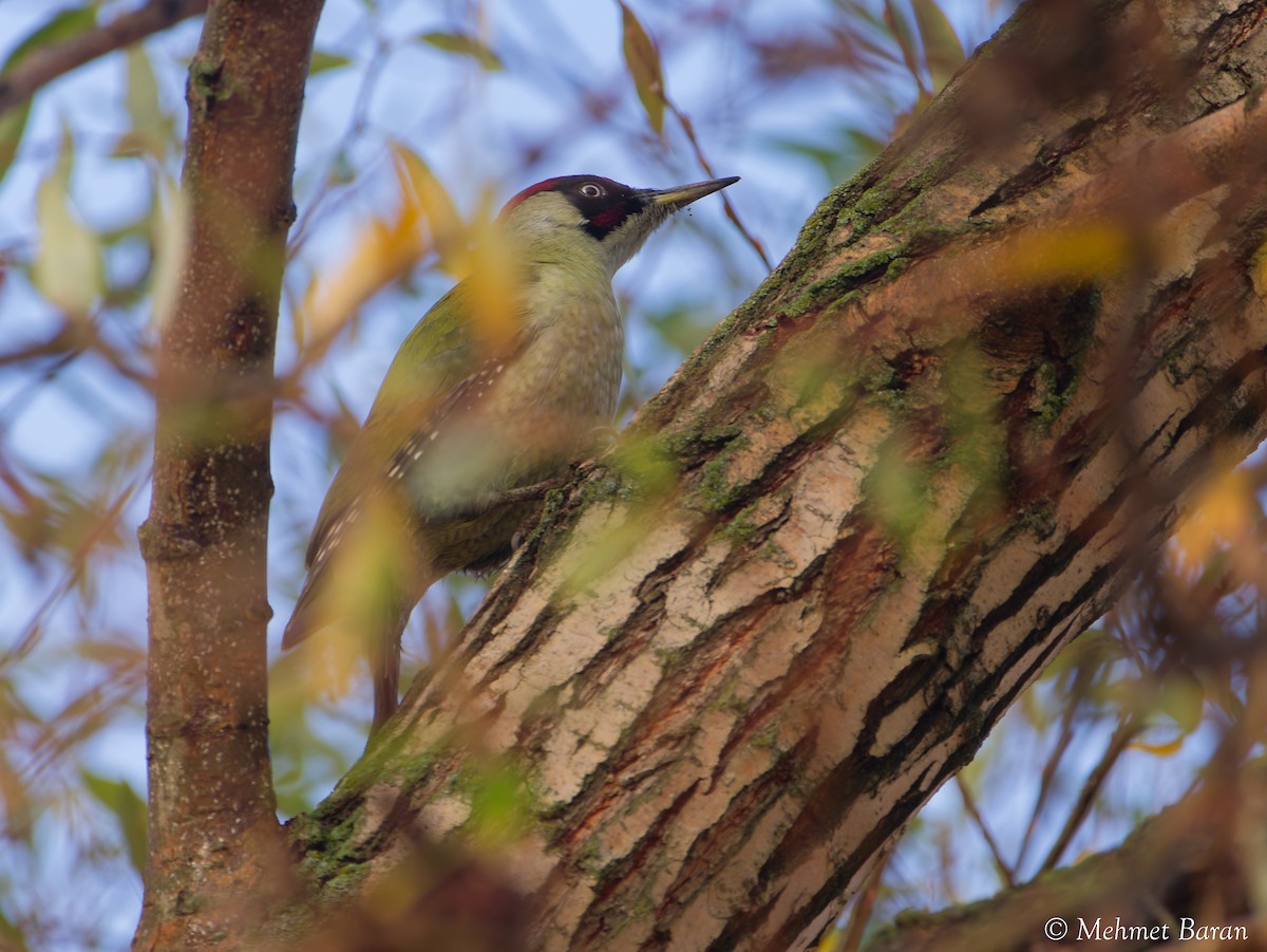 žluna zelená - ML645270613