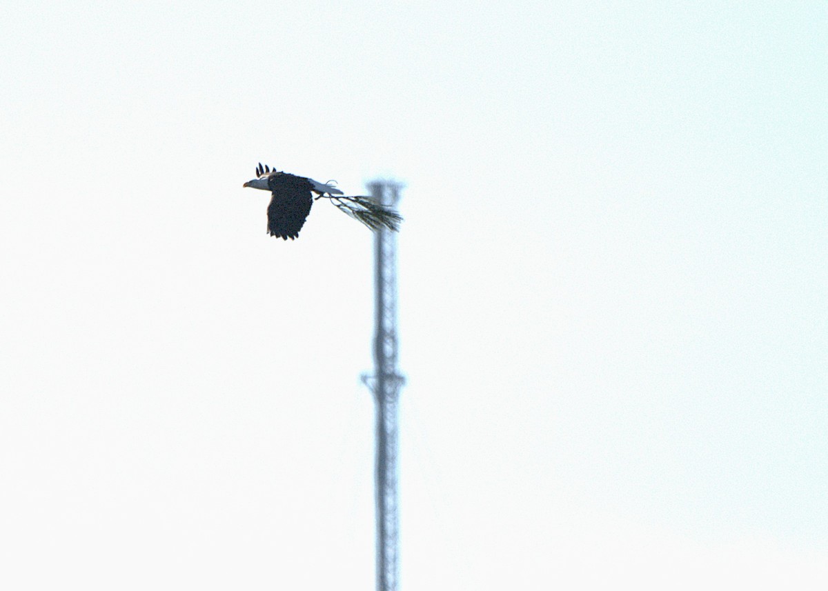 Орлан білоголовий - ML645270623