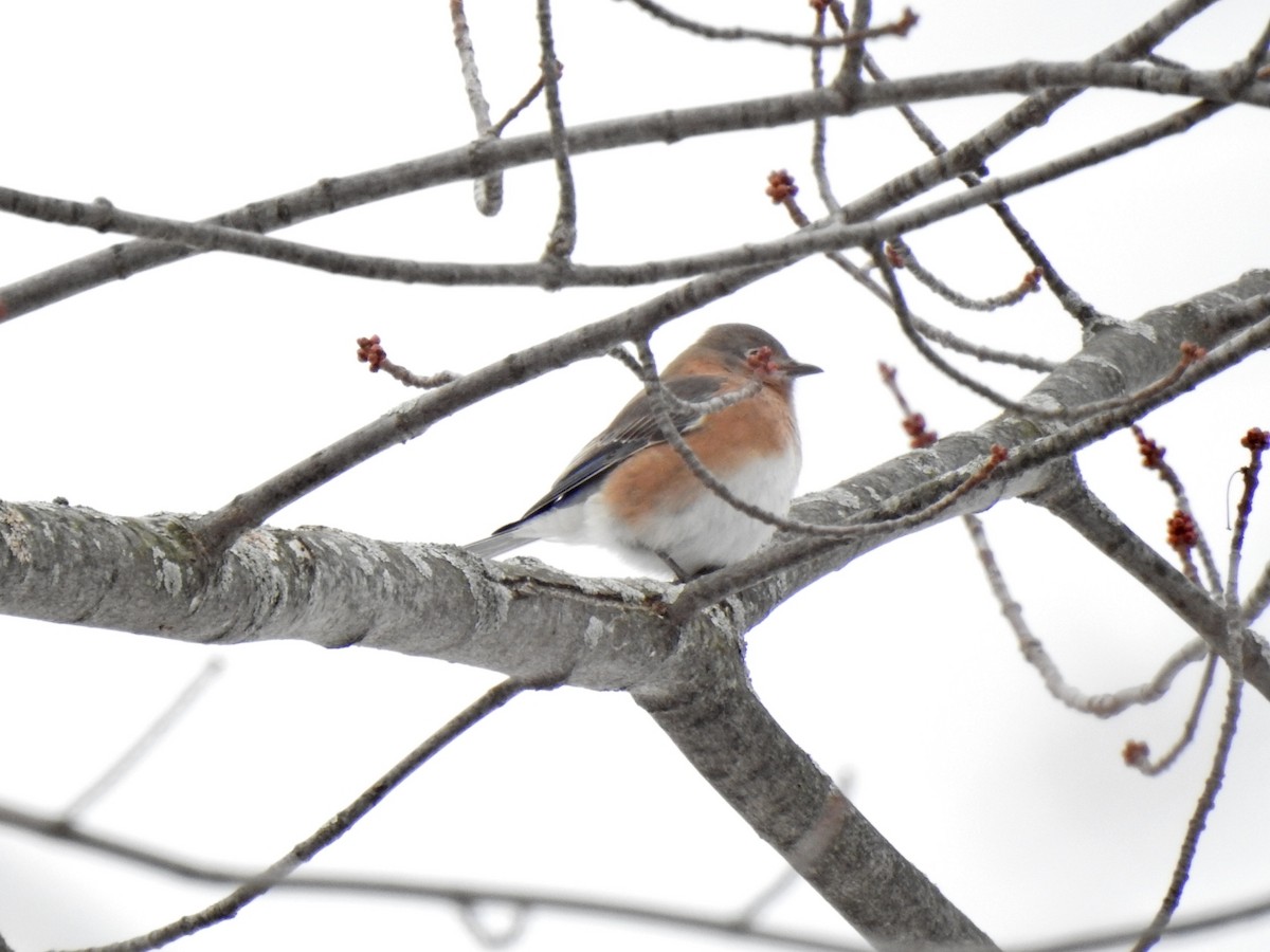 Eastern Bluebird - ML645270624