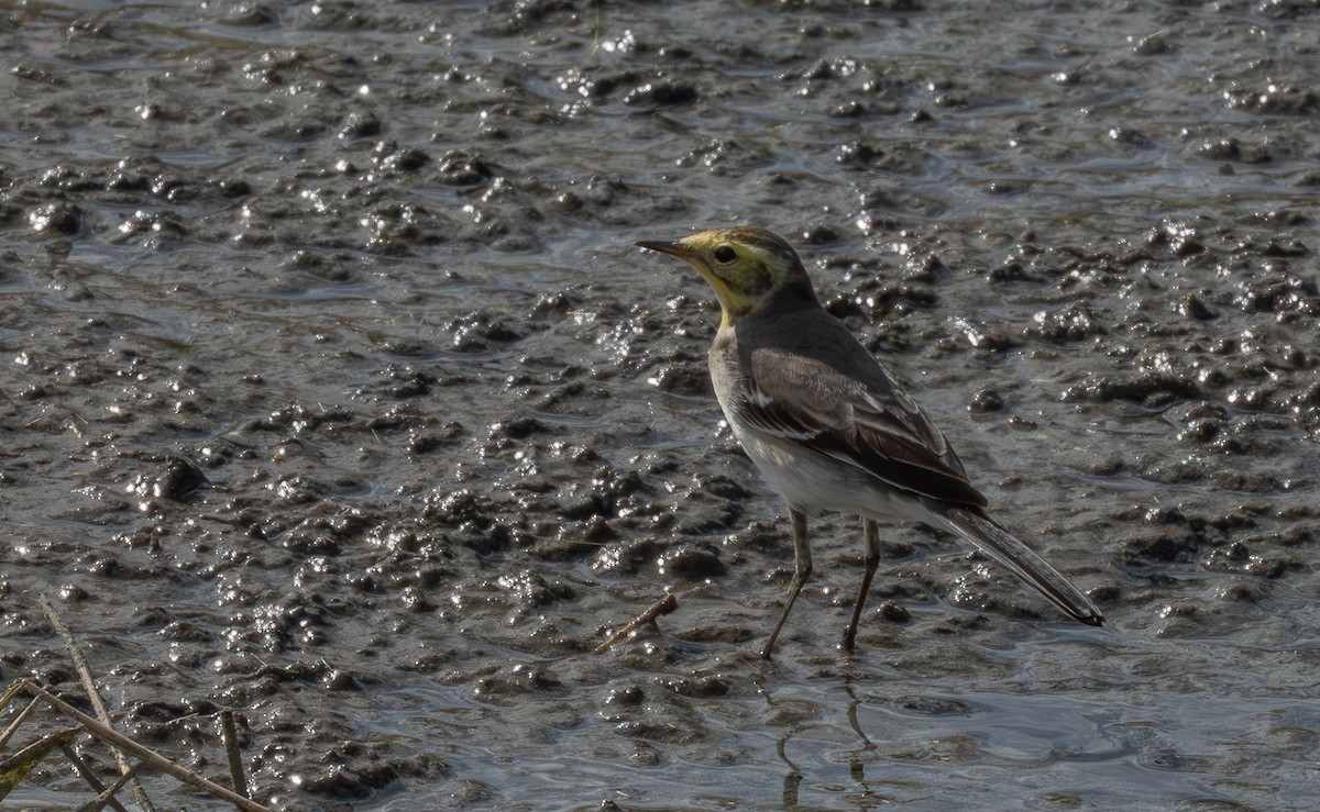 נחליאלי לימוני - ML645270627
