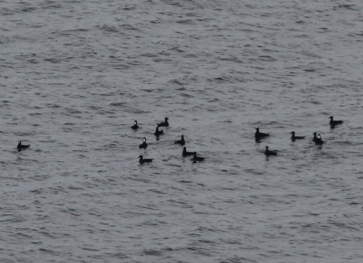 turpan pestrozobý - ML645270629