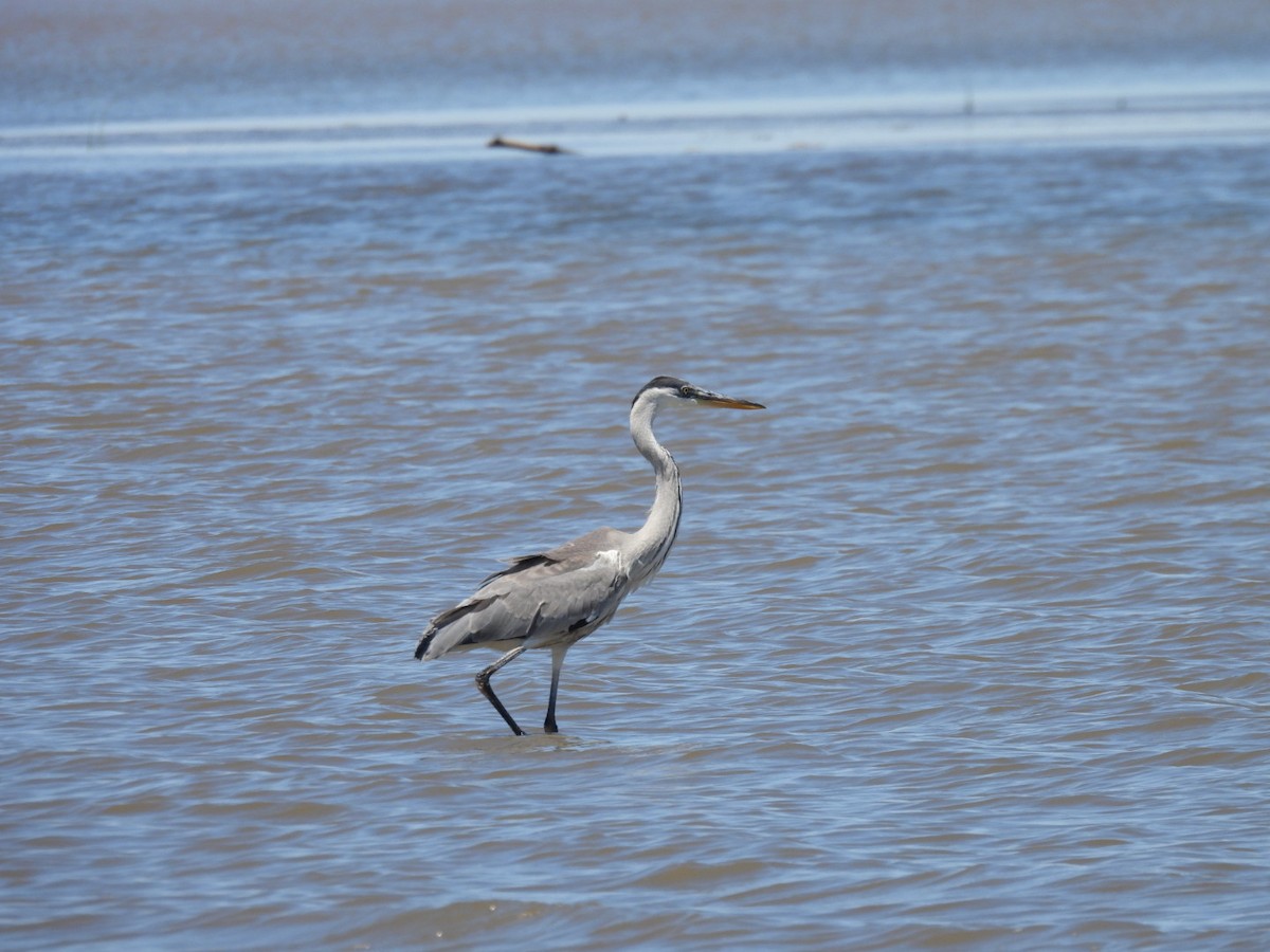 Cocoi Heron - ML645270630