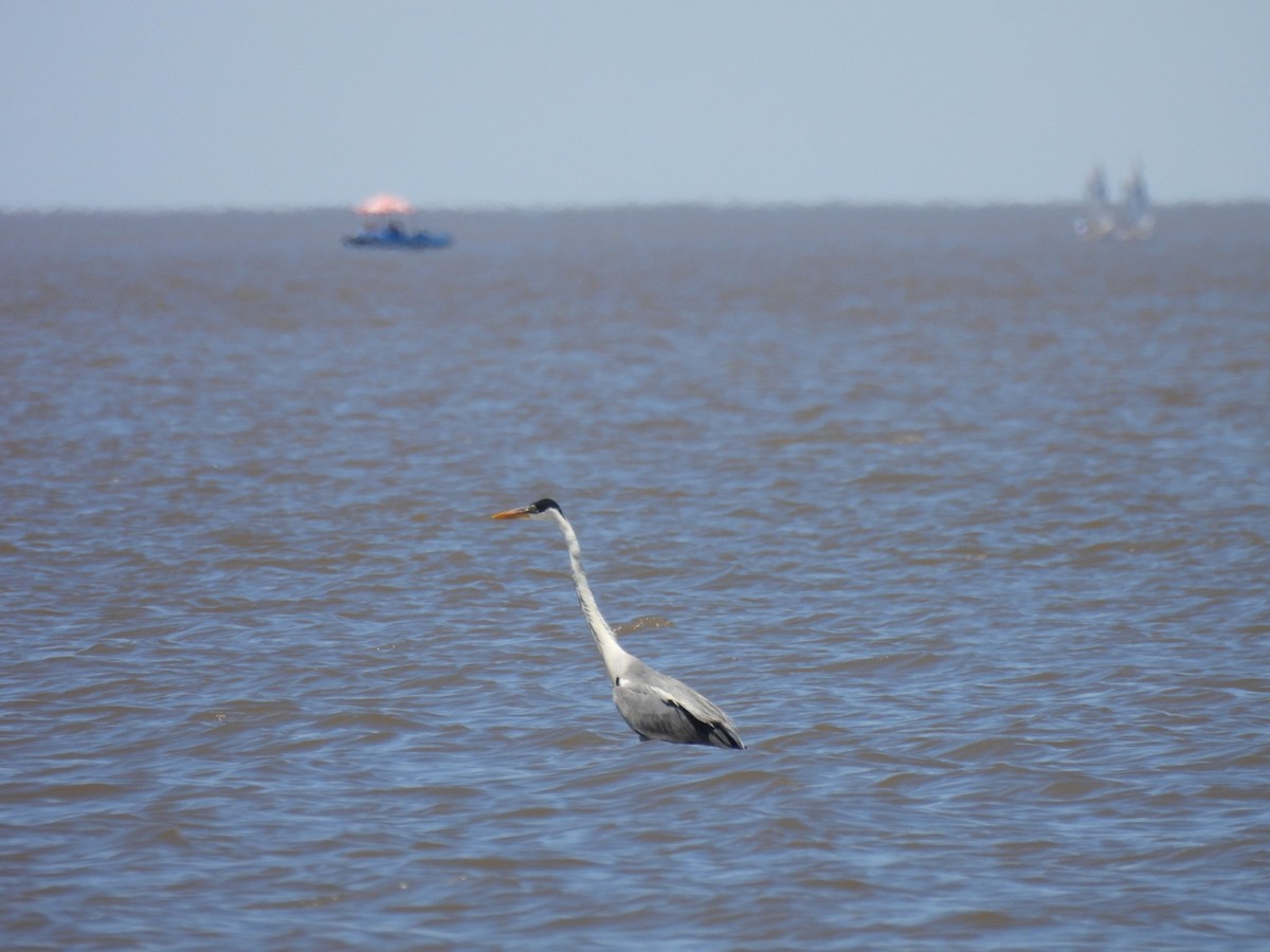 Cocoi Heron - ML645270631