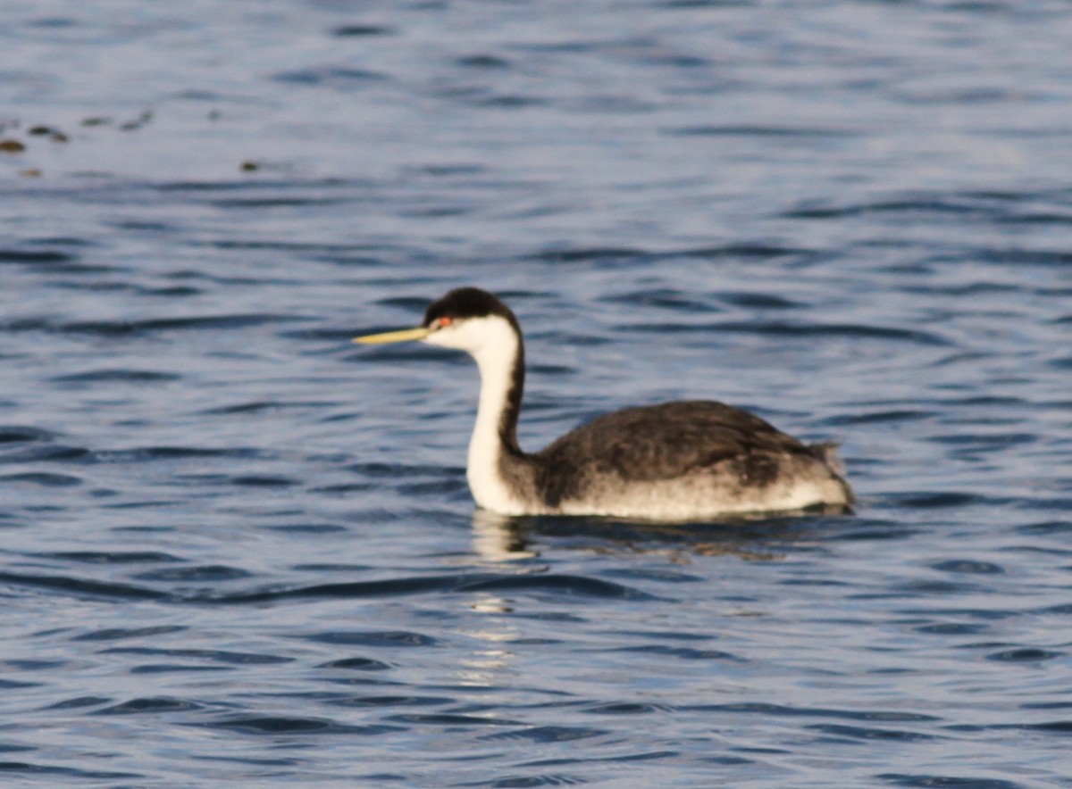 potápka západní - ML645270632