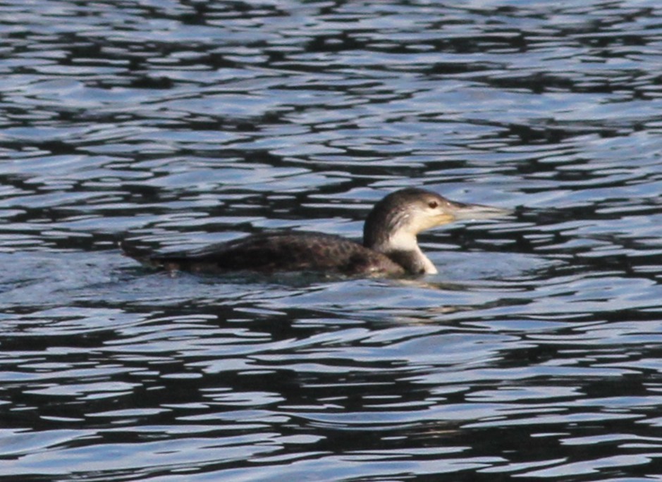 potáplice lední - ML645270638