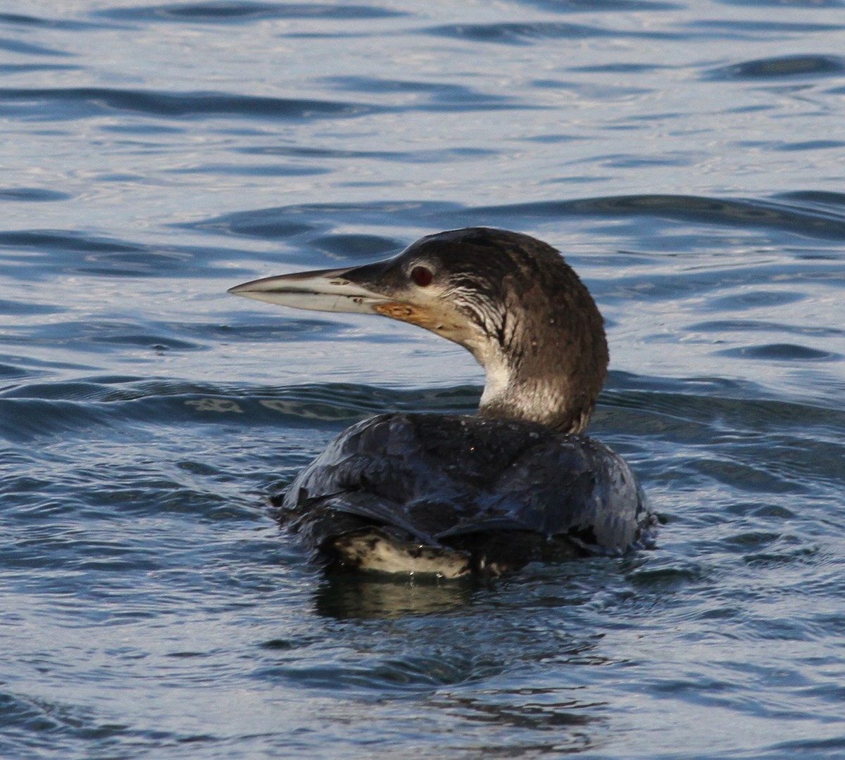 potáplice lední - ML645270639