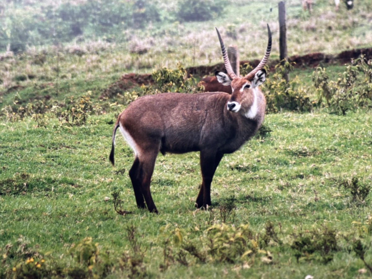 Animals - ML645270640