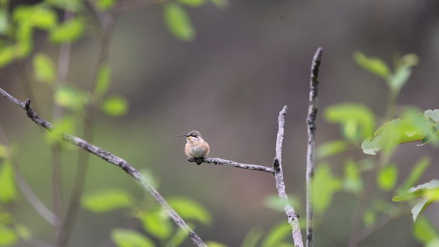 Колібрі бірюзовогорлий - ML645270649