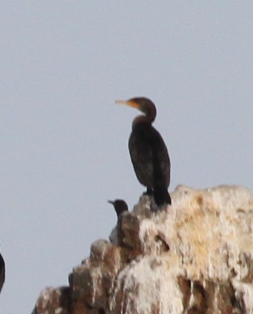 kormorán ušatý - ML645270653