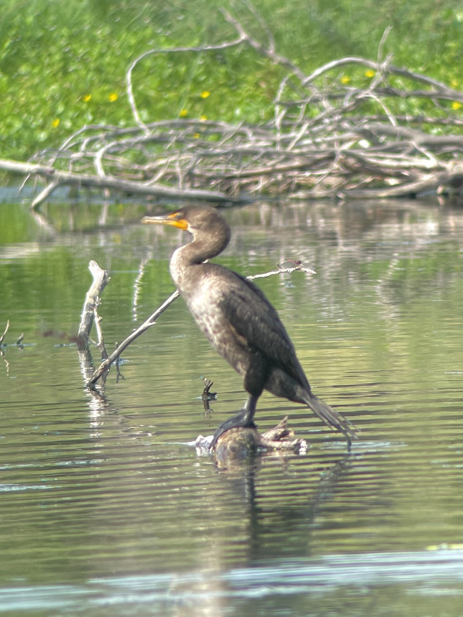 Double-crested Cormorant - ML645270660
