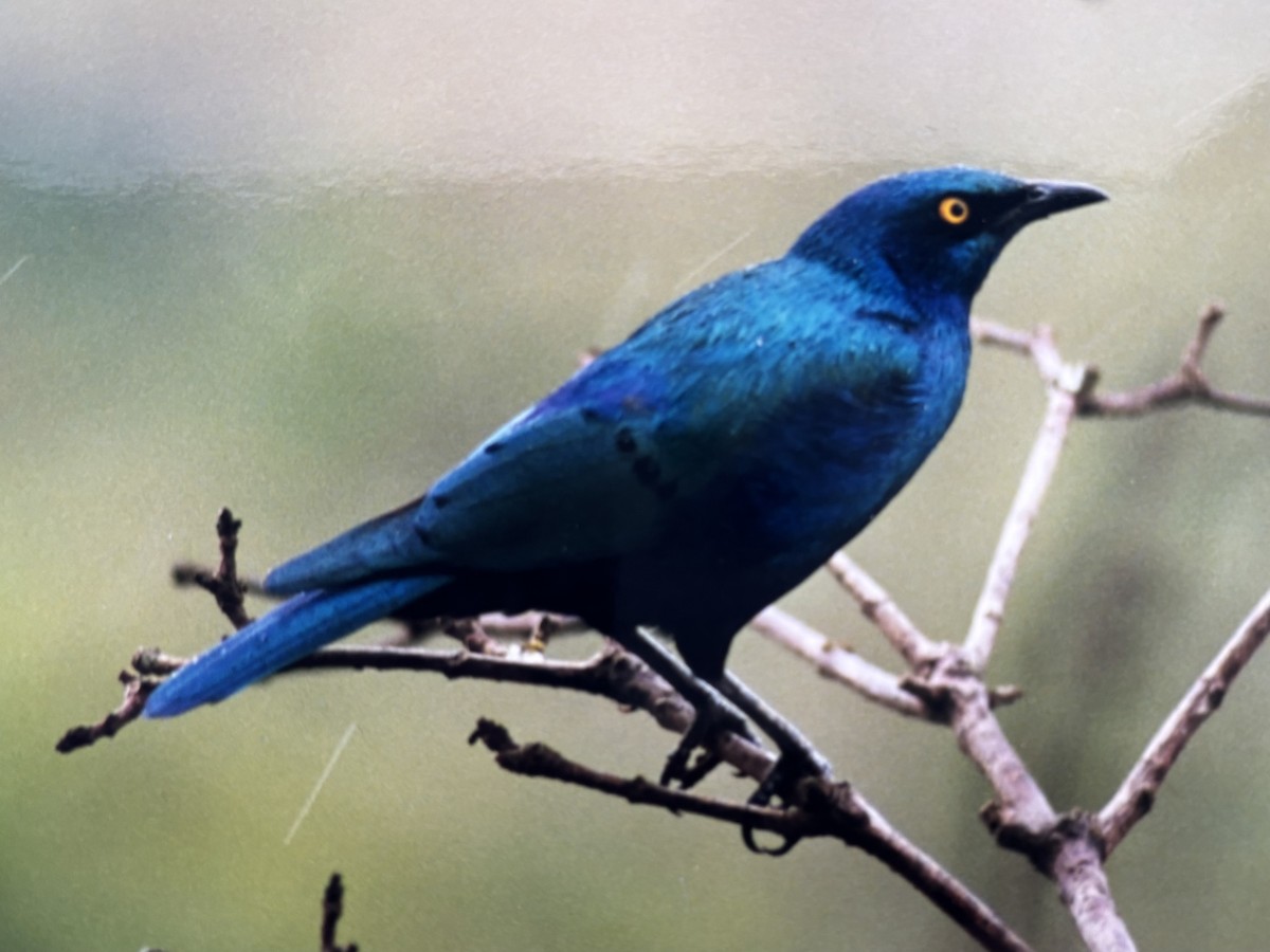 Greater Blue-eared Starling - ML645270662
