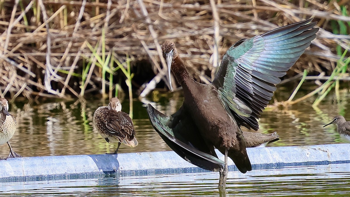 Glossy Ibis - ML645270665