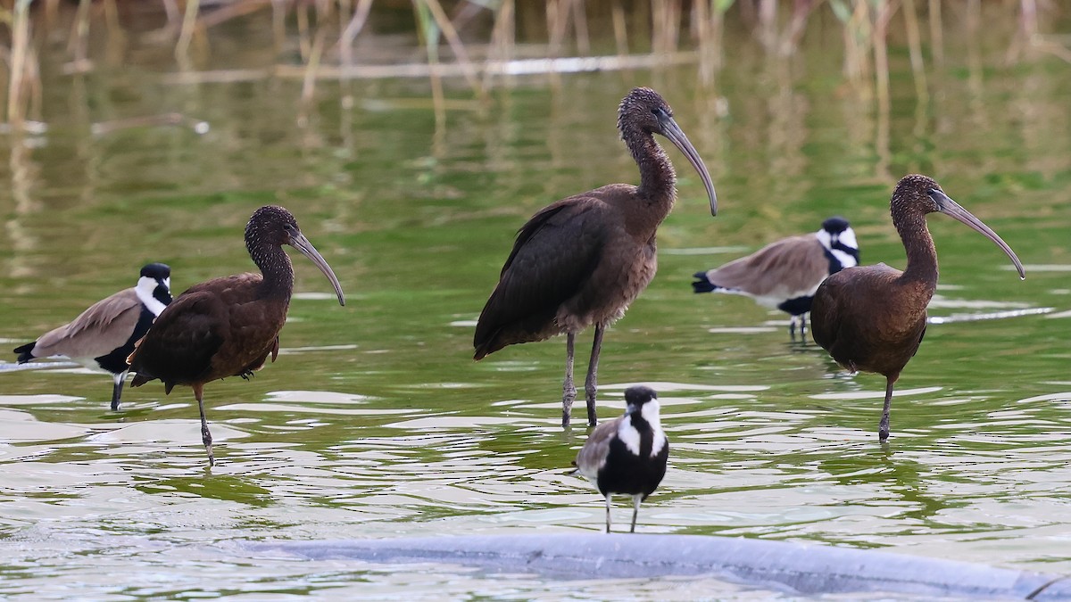 Glossy Ibis - ML645270666