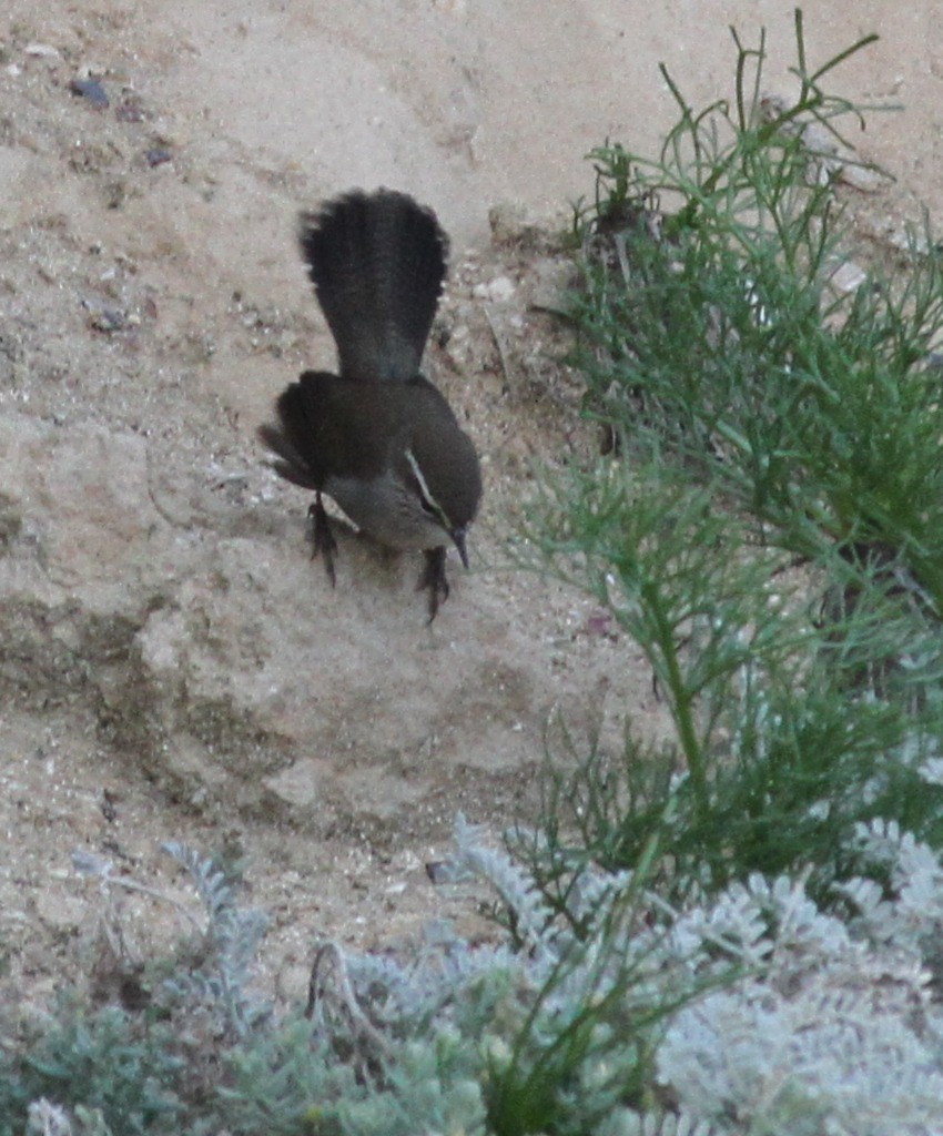 Bewick Çıtkuşu - ML645270669