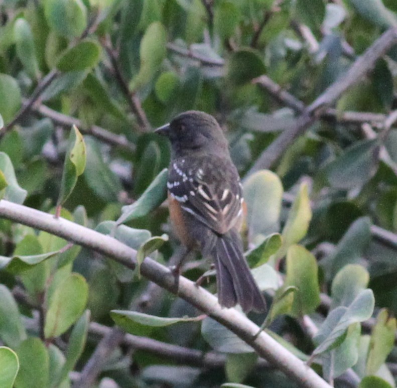 Benekli Tovi - ML645270677