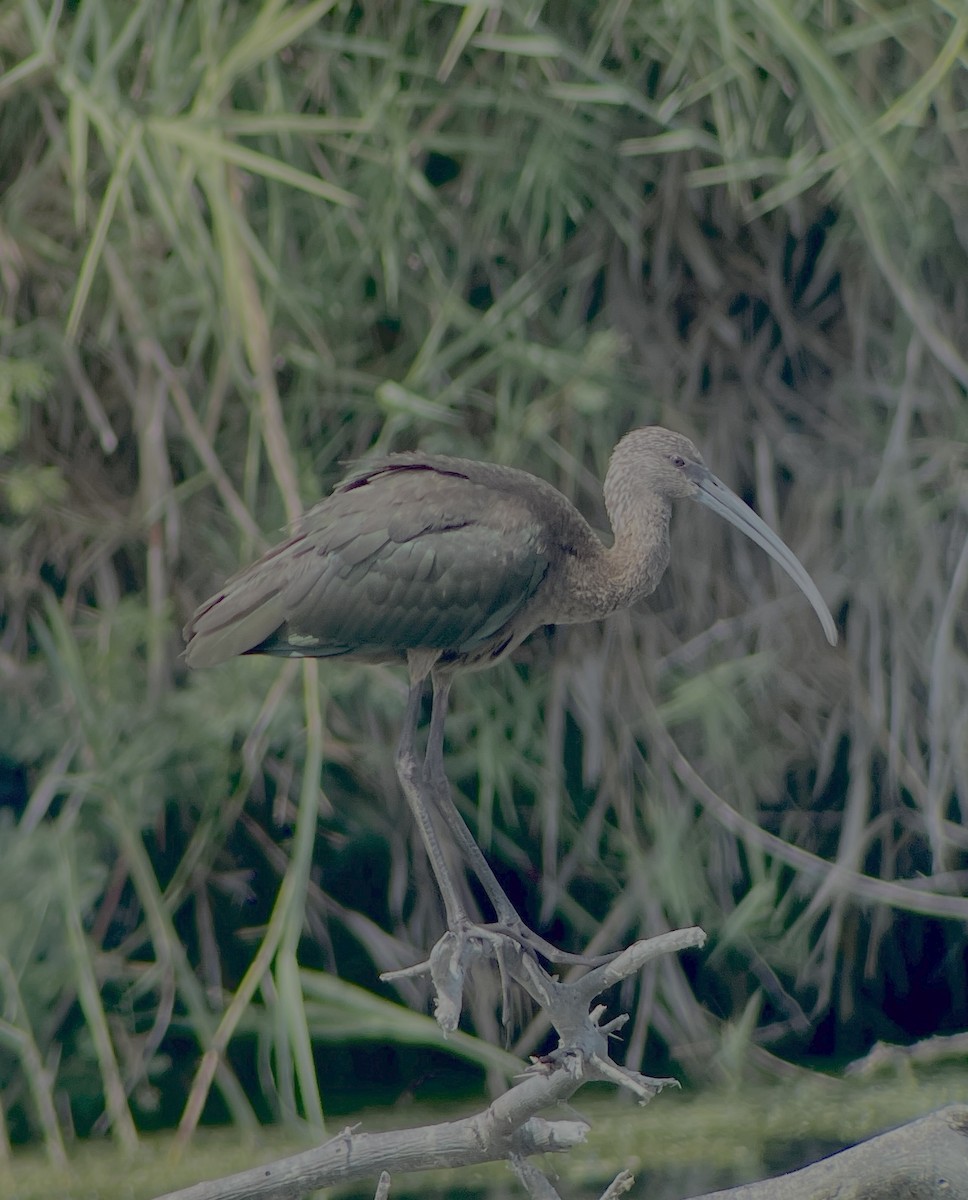 Beltzaran musuzuria - ML645270678