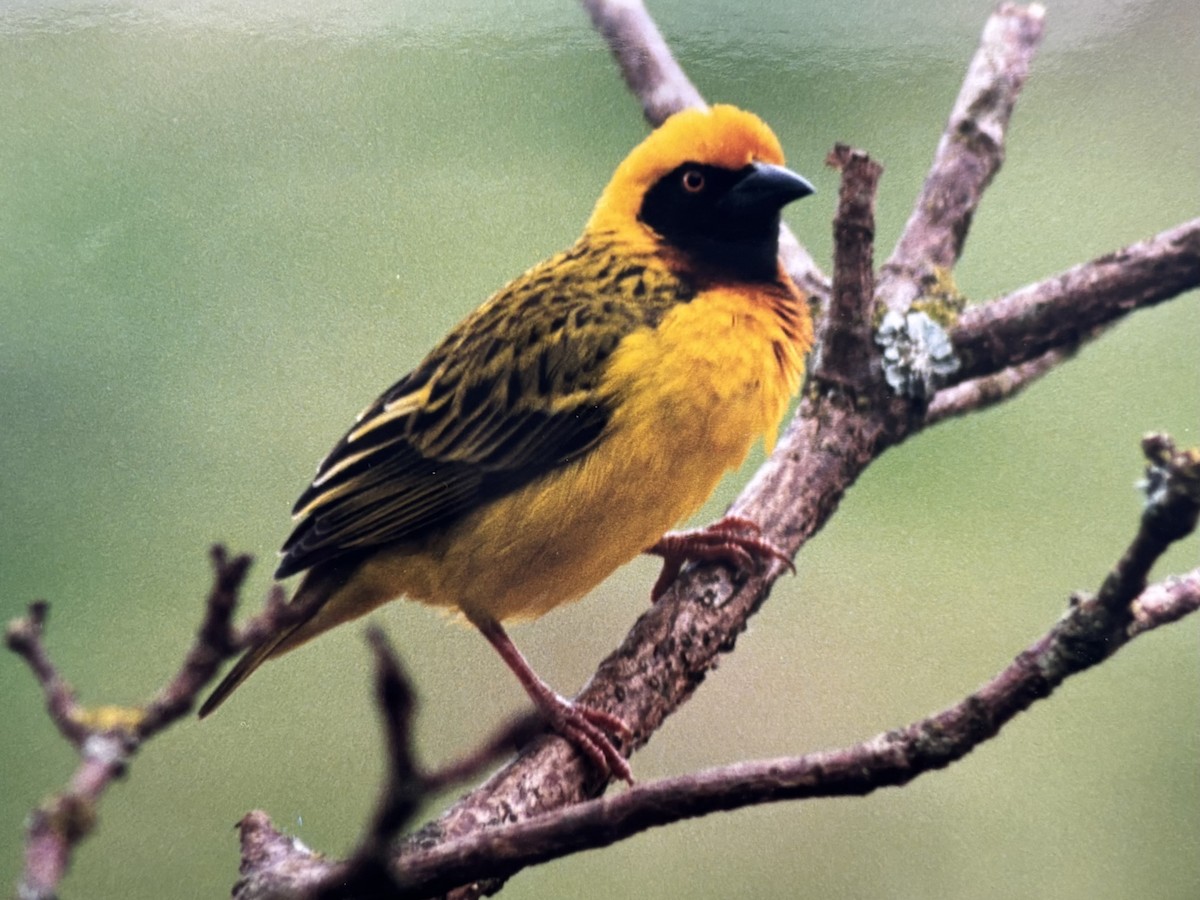 Speke's Weaver - ML645270680
