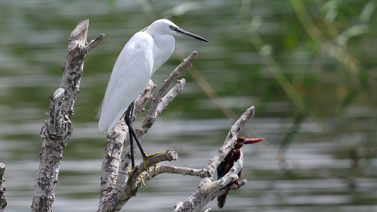 Seidenreiher - ML645270688