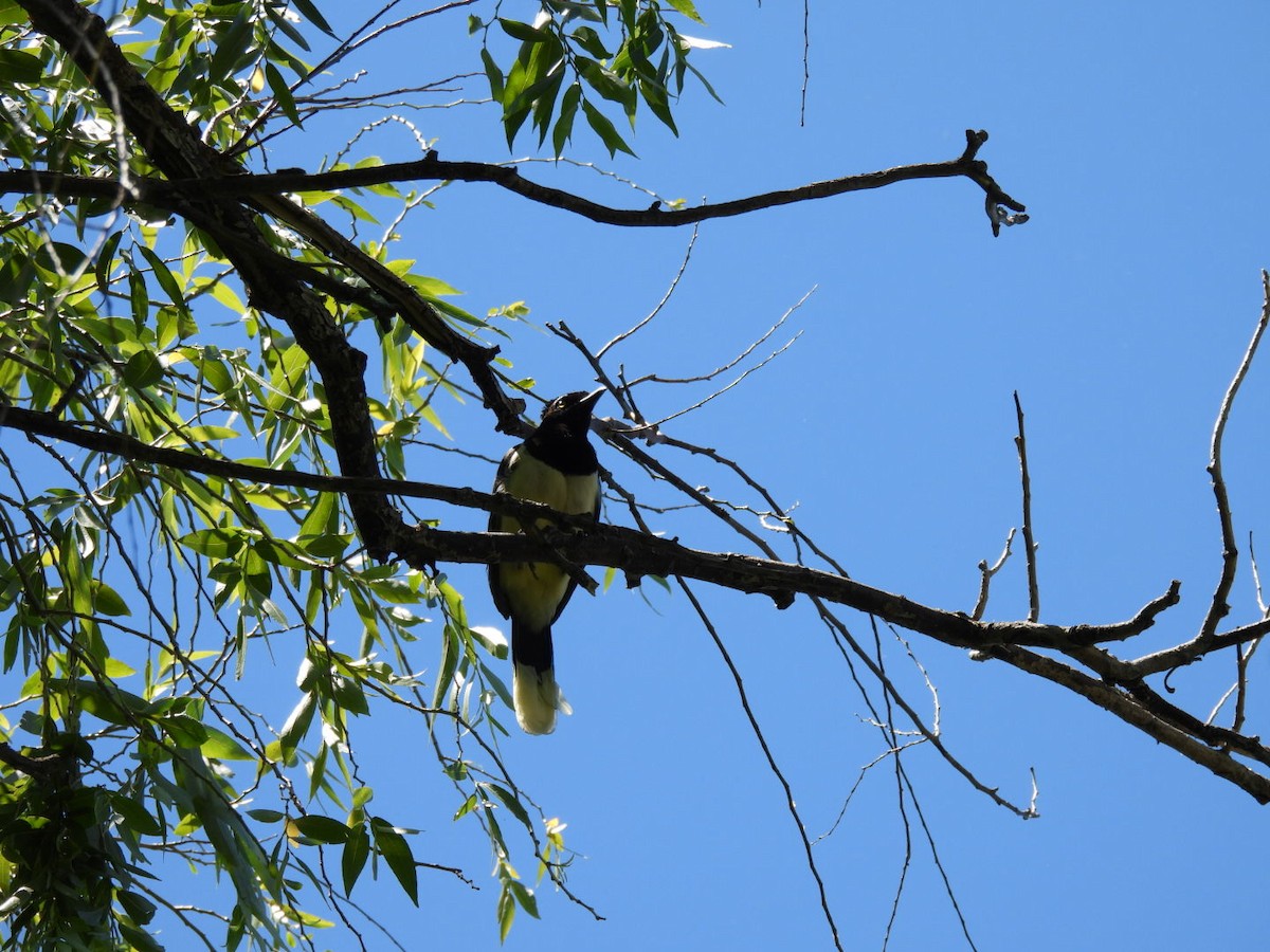 Plush-crested Jay - ML645270689