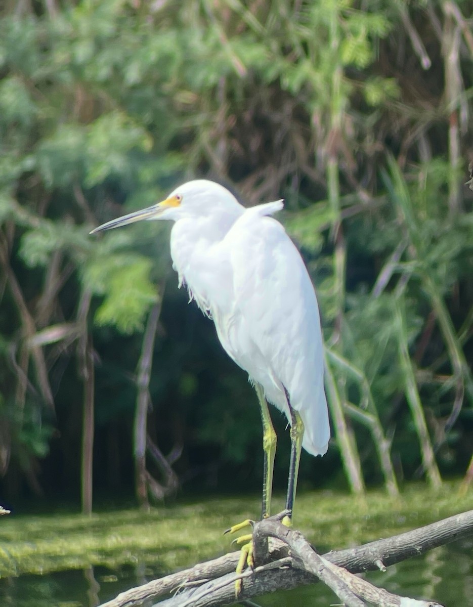 Snowy Egret - ML645270692
