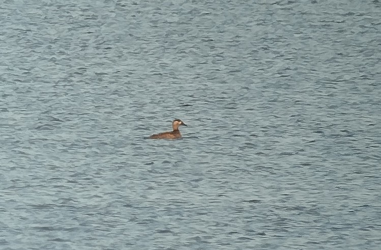 Пестроносый турпан - ML645270693