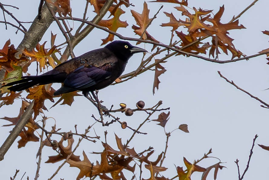 Common Grackle - ML645270698