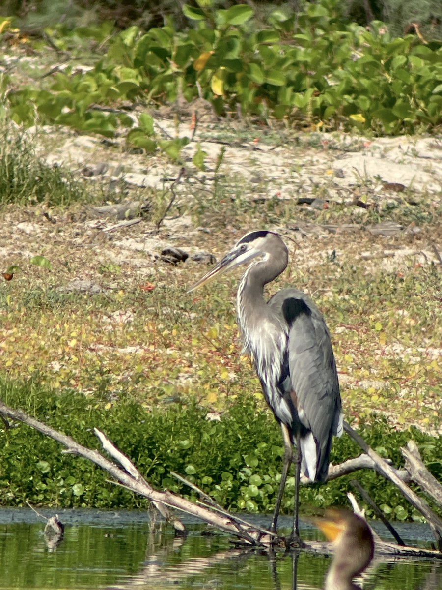 Great Blue Heron - ML645270703