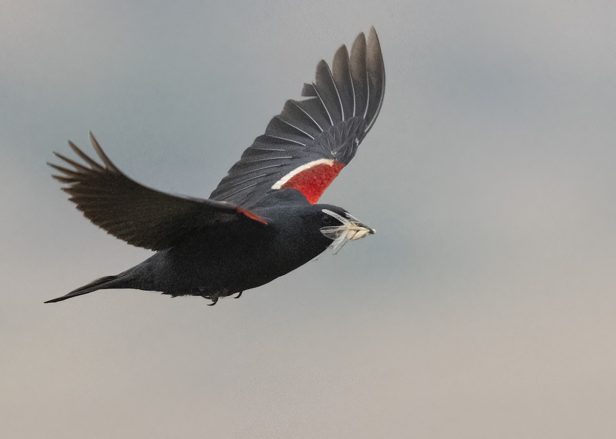 Tricolored Blackbird - ML645270704
