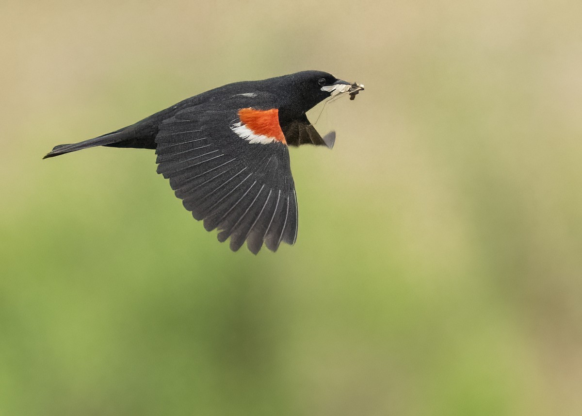 Tricolored Blackbird - ML645270705